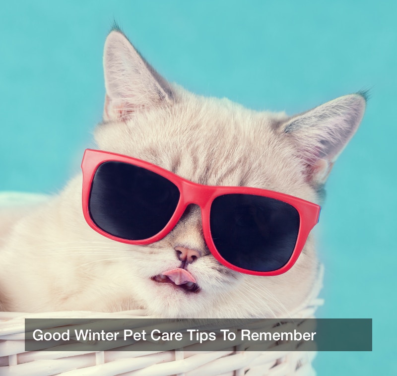 winter pet care tips