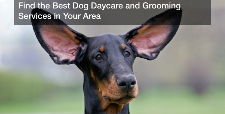 Find the Best Dog Daycare and Grooming Services in Your Area