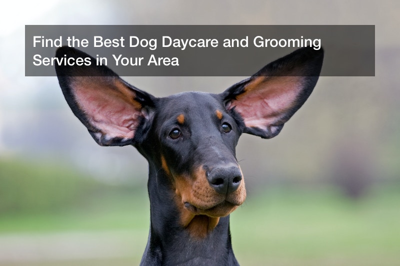 Find the Best Dog Daycare and Grooming Services in Your Area
