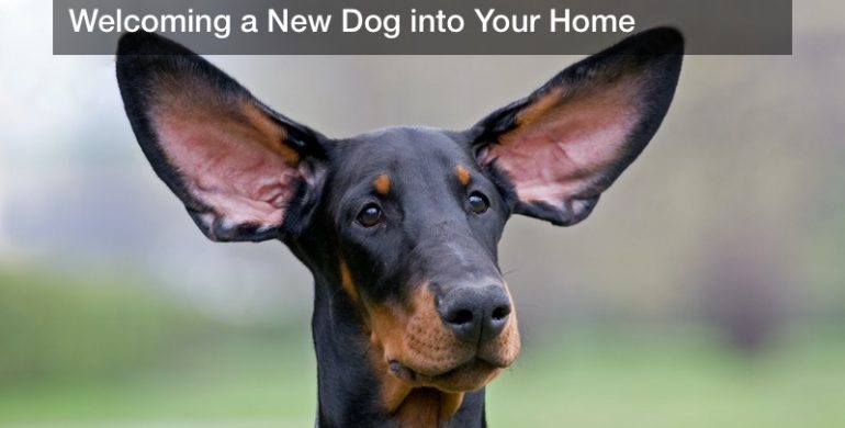 Welcoming a New Dog into Your Home