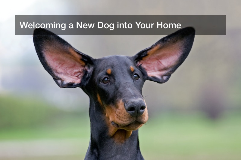 Welcoming a New Dog into Your Home