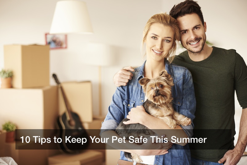 10 Tips to Keep Your Pet Safe This Summer