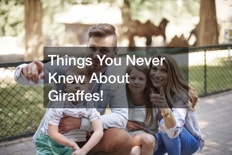 Things You Never Knew About Giraffes!