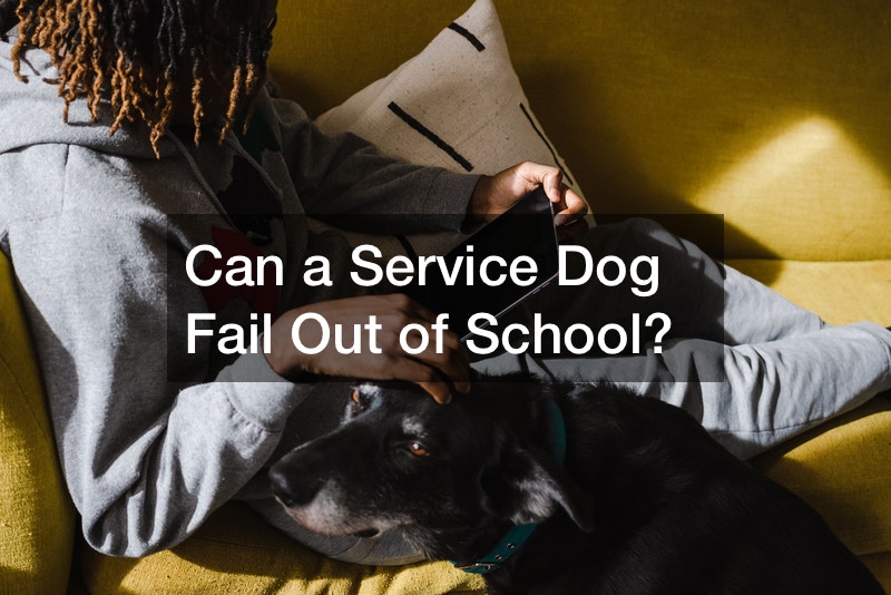 Can a Service Dog Fail Out of School?