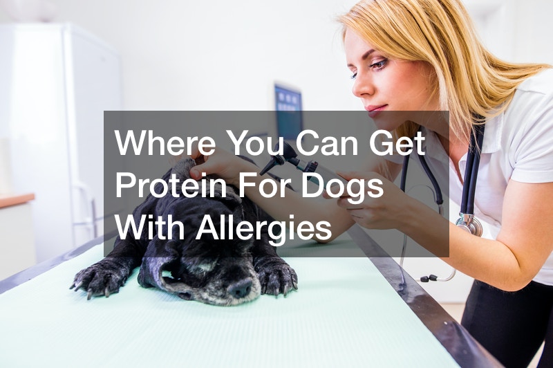 Where You Can Get Protein For Dogs With Allergies