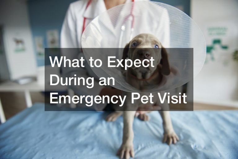 what-to-expect-during-an-emergency-pet-visit-best-veterinarian-review