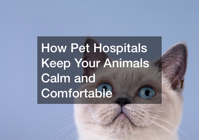 How Pet Hospitals Keep Your Animals Calm and Comfortable