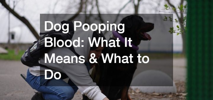 dog pooping blood